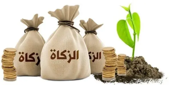 زكاة الفطر 2026 في مصر — EG news