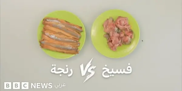 الفسيخ — EG news