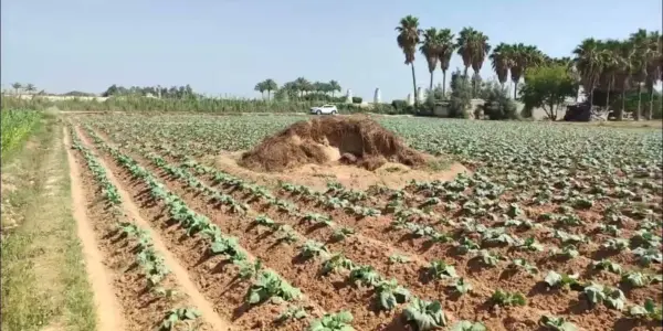 محافظة البحيرة — EG news