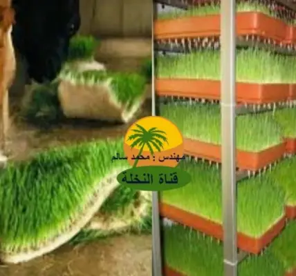 الشعير — EG news