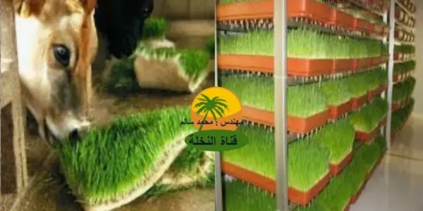 الشعير — EG news
